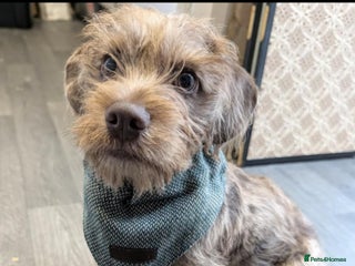 Mixed Breed dogs Dachshund X Terrier - Mushu - Advert 1