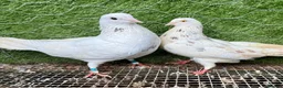 Pigeons birds for sale: Beautiful Vaccinated Pigeons – Quick Sale £20 - Advert 32