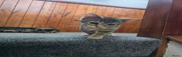Domestic Shorthair cats for sale: 5 beautiful tabby kittens for Sale!!! - Advert 8