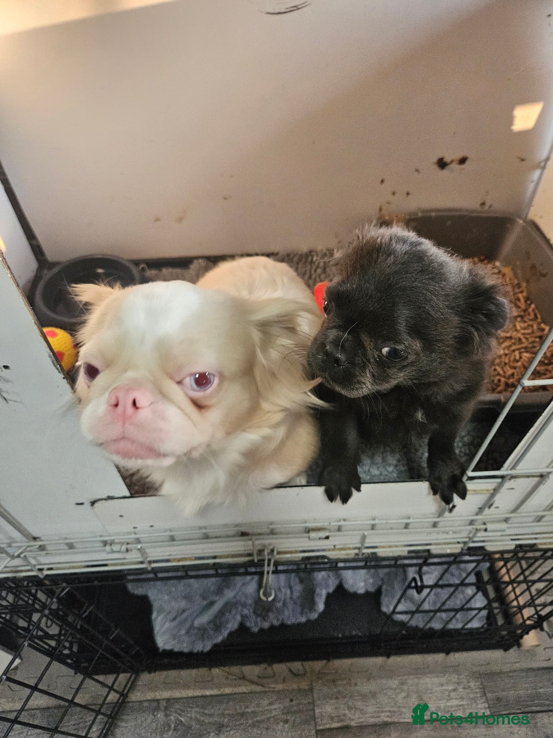 Pug dogs for sale: Stunning quality fluffy frug puppy - Image 3