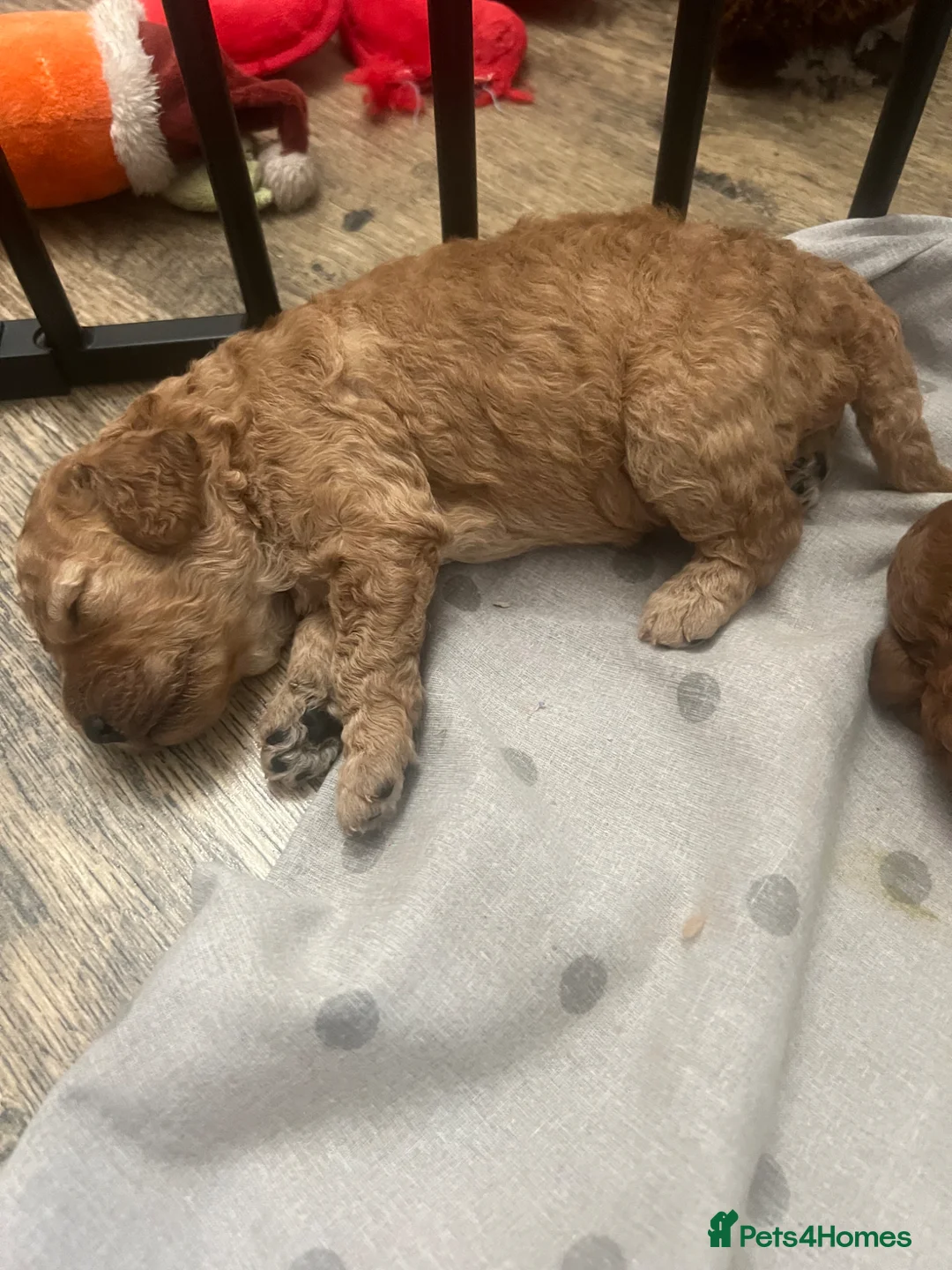 Cavapoo dogs for sale: Baby cavapoos  in Nottingham - Advert 2