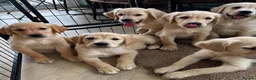 Golden Retriever dogs for sale: KC Reg Golden Retriever puppies - Ready now!!!!  - Advert 14