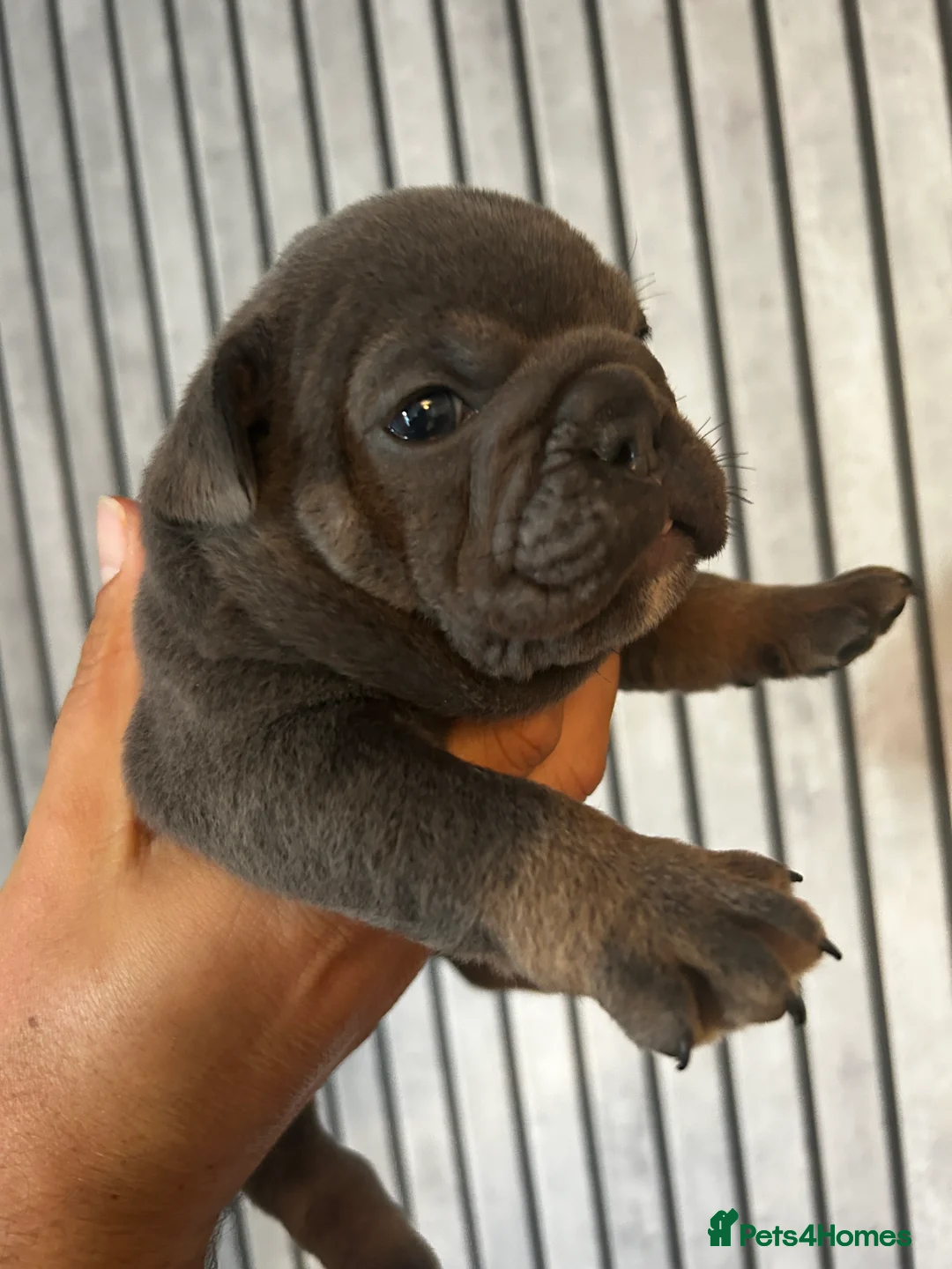 French Bulldog dogs for sale: Beautiful British x French bulldog Puppies - Image 20