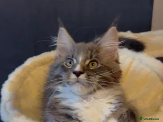 Maine Coon cats Maine Coon kittens - Advert 8