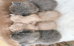 British Shorthair cats for sale: Lilac & Iconic Blue British Shorthair Kittens GCCF - Image 3