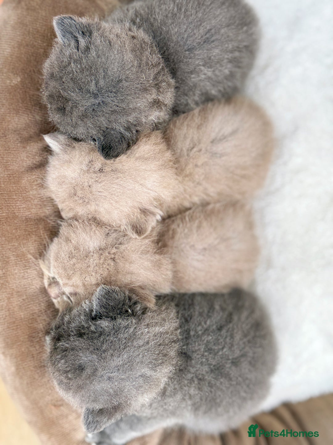 British Shorthair cats for sale: Lilac & Iconic Blue British Shorthair Kittens GCCF - Image 3