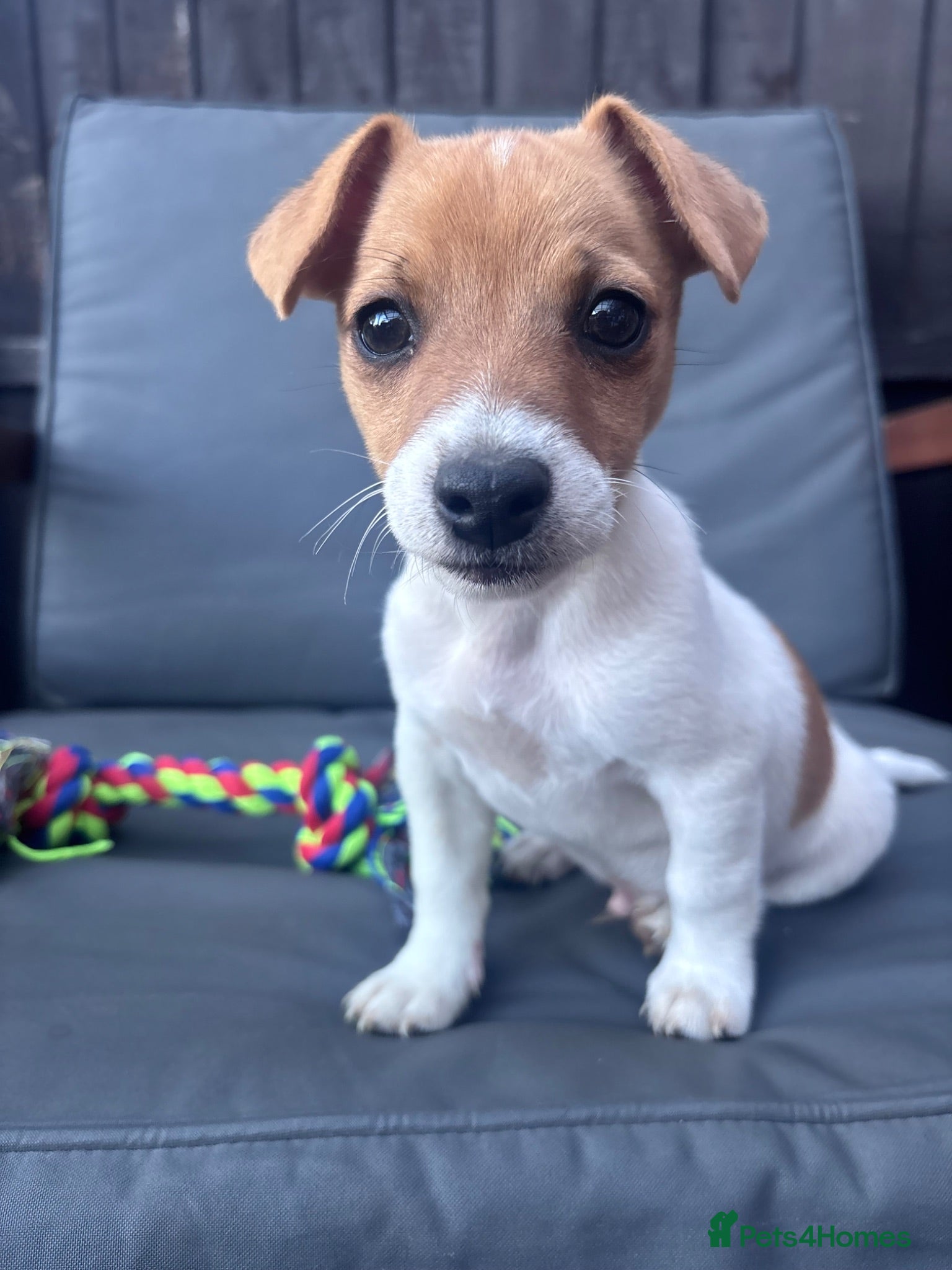 Jack Russell dogs 🐶 Beautiful Jack Russell Puppy for Sale 🐶 - Advert 6