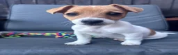 Jack Russell dogs for sale: 🐶 Beautiful Jack Russell Puppy for Sale 🐶 - Advert 1