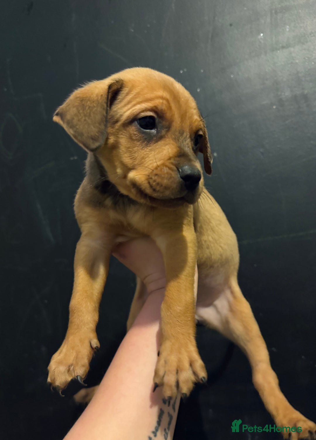 Mixed Breed dogs for sale: Rottie Bordeaux puppies - Advert 5