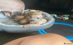 Italian Greyhound dogs for sale: Ready from next week Little Italian Greyhound pups - Image 3
