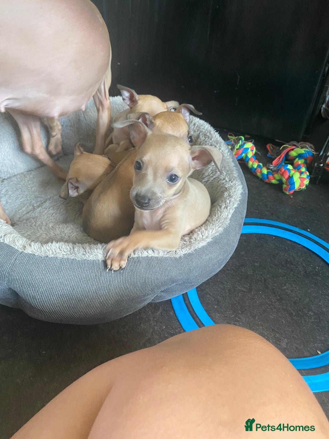 Italian Greyhound dogs for sale: Ready from next week Little Italian Greyhound pups - Image 3