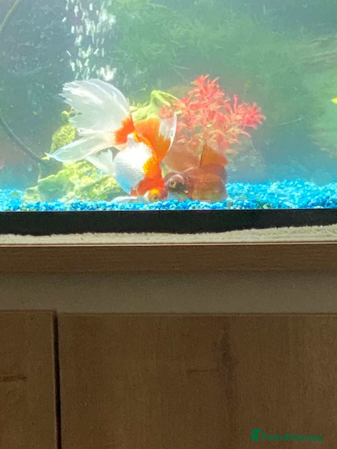 Goldfish fish for sale: Three gold fish,tank and equipment  - Image 4
