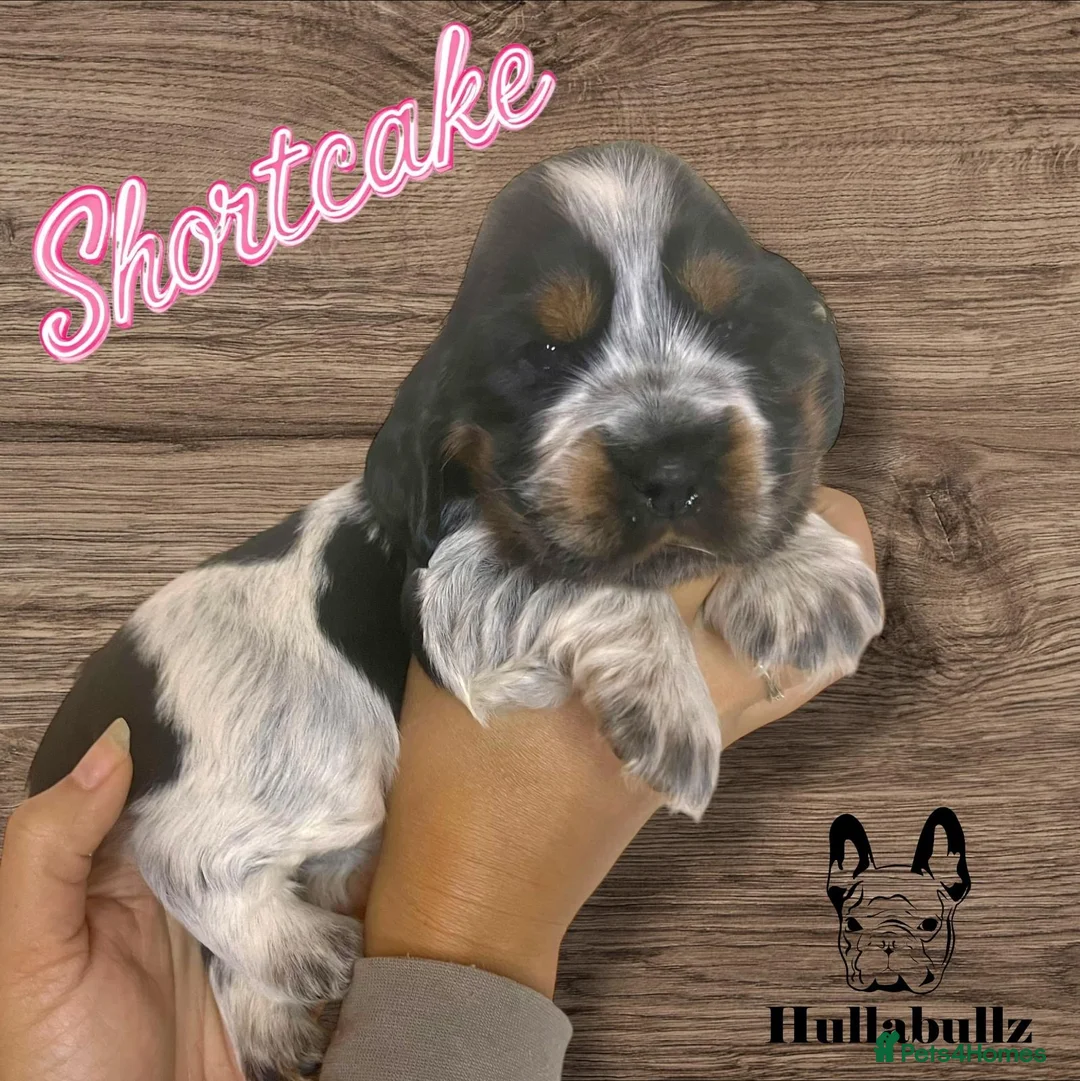 Cocker Spaniel dogs for stud: KC REG SHOW COCKER SPANIEL STUD in Gosport - Advert 39