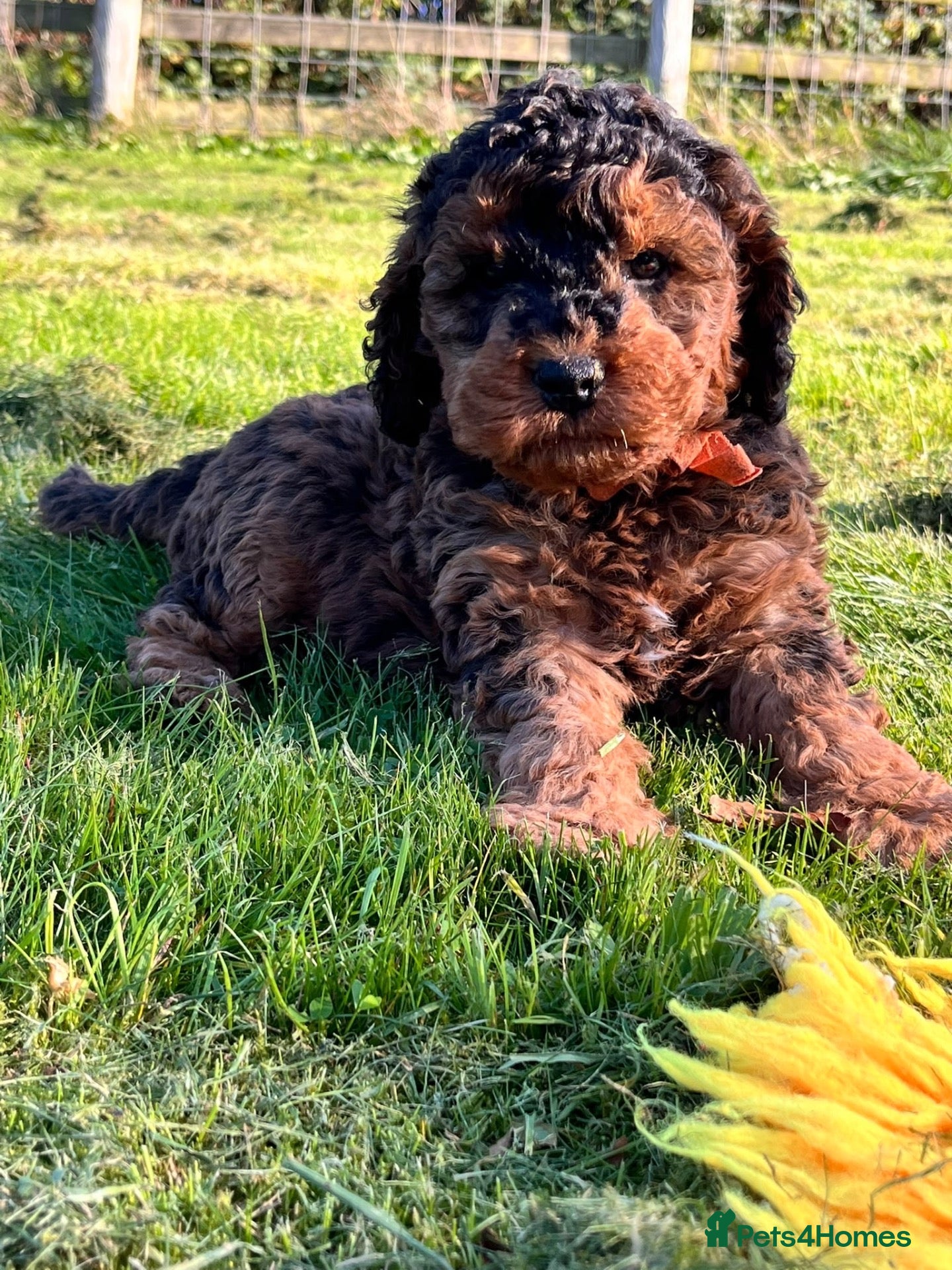 Cockapoo dogs Beautiful cockapoo puppies *licensed breeder* - Advert 1