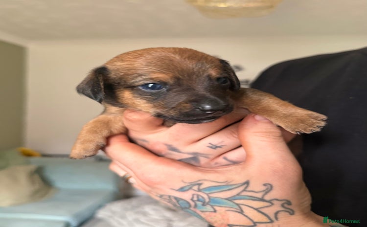 Mixed Breed dogs - Advert 4