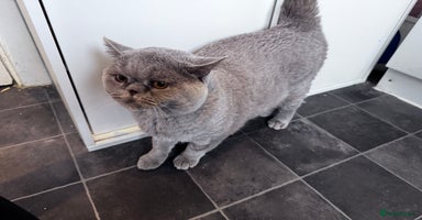 Mixed Breed cats - Advert 4