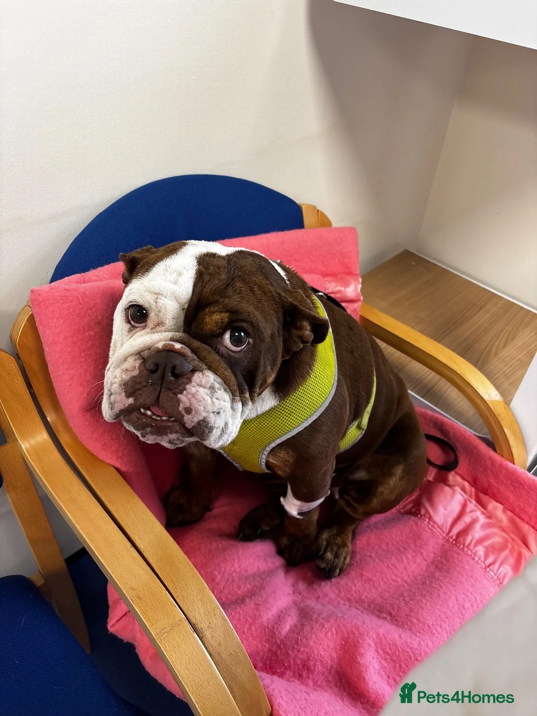 English Bulldog dogs for sale: English bulldog 3 years old.  - Advert 10