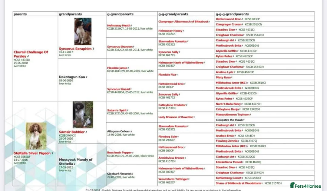 English Springer Spaniel dogs for stud: At Stud - FTW Springer Spaniel  in Warminster - Advert 11