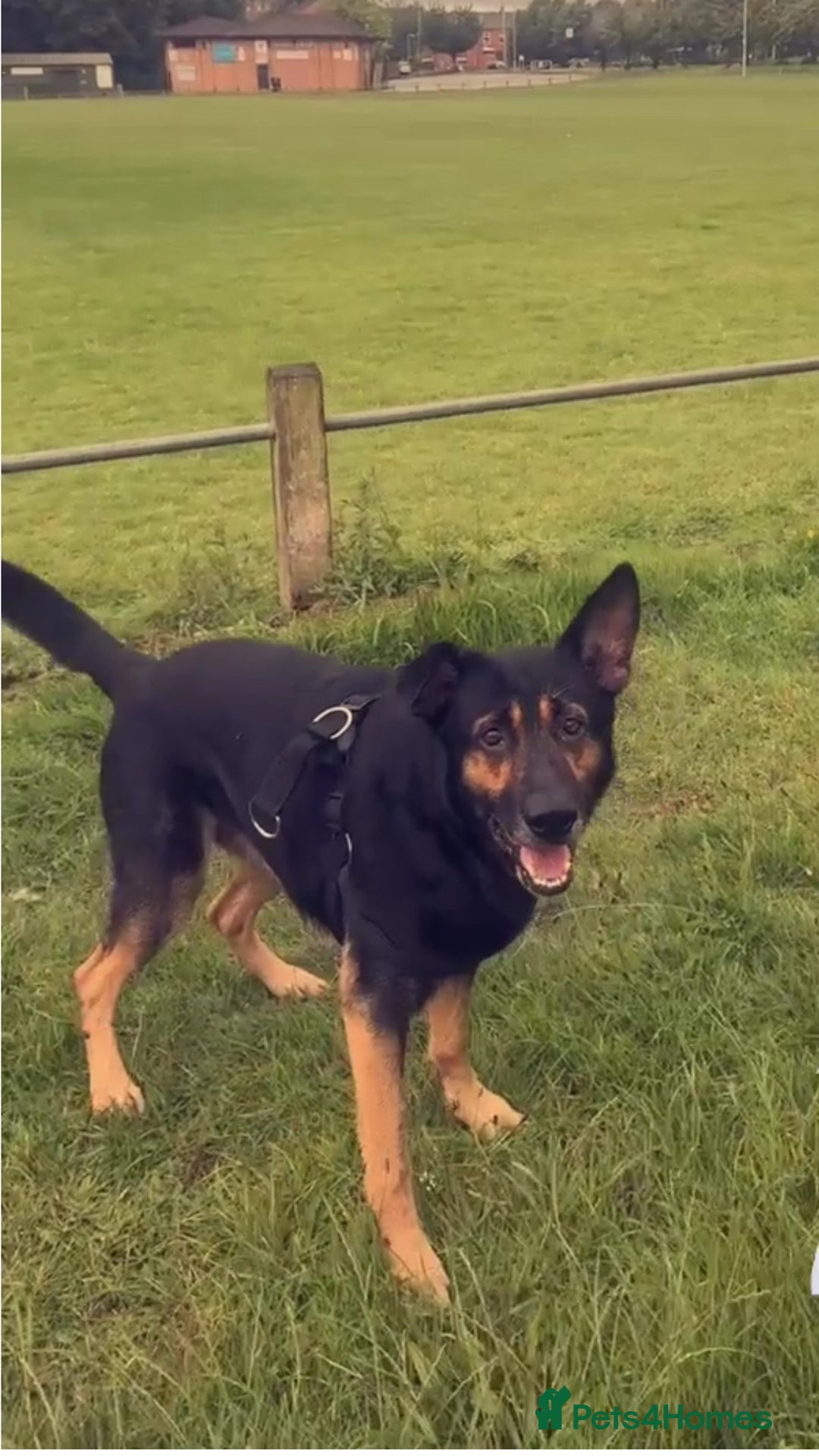 German Shepherd dogs for sale:  Kingston - 6 year old German shepherd (free) - Advert 2