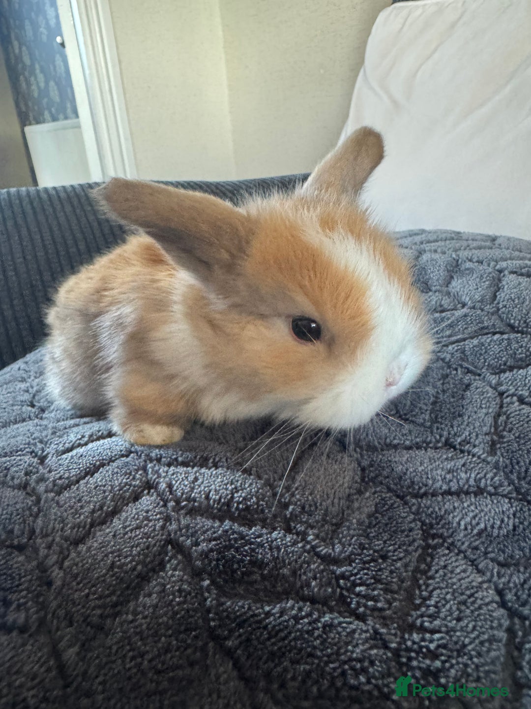 Mini Lop rabbits for sale: Beautiful mini lop rabbits  - Image 3