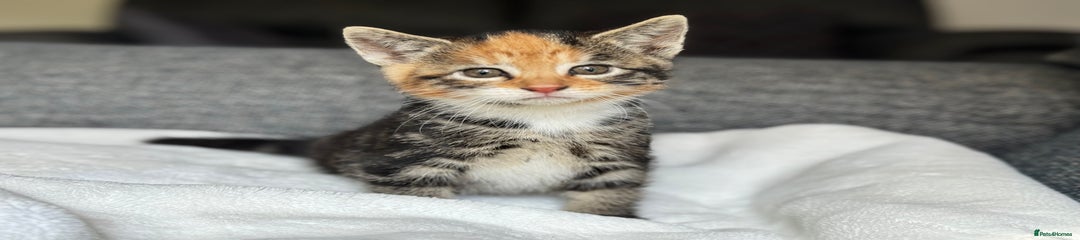 British Longhair Kitten 3
