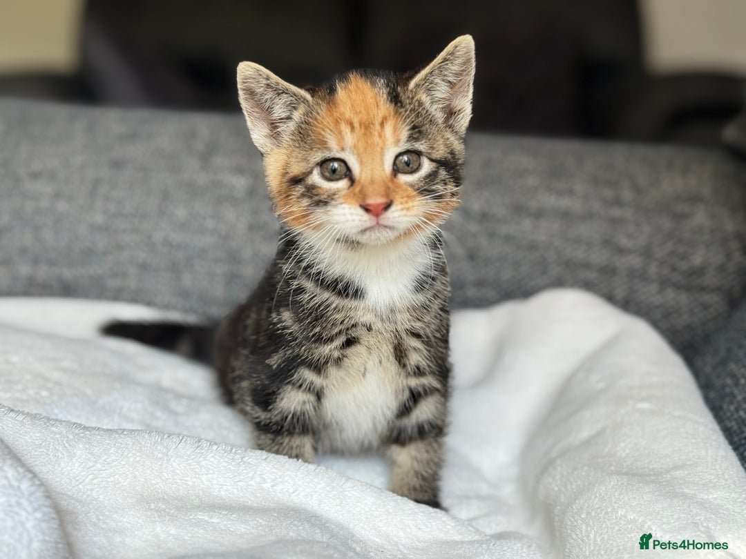 British Longhair cats for sale: beautiful kittens looking for forever home - Image 10