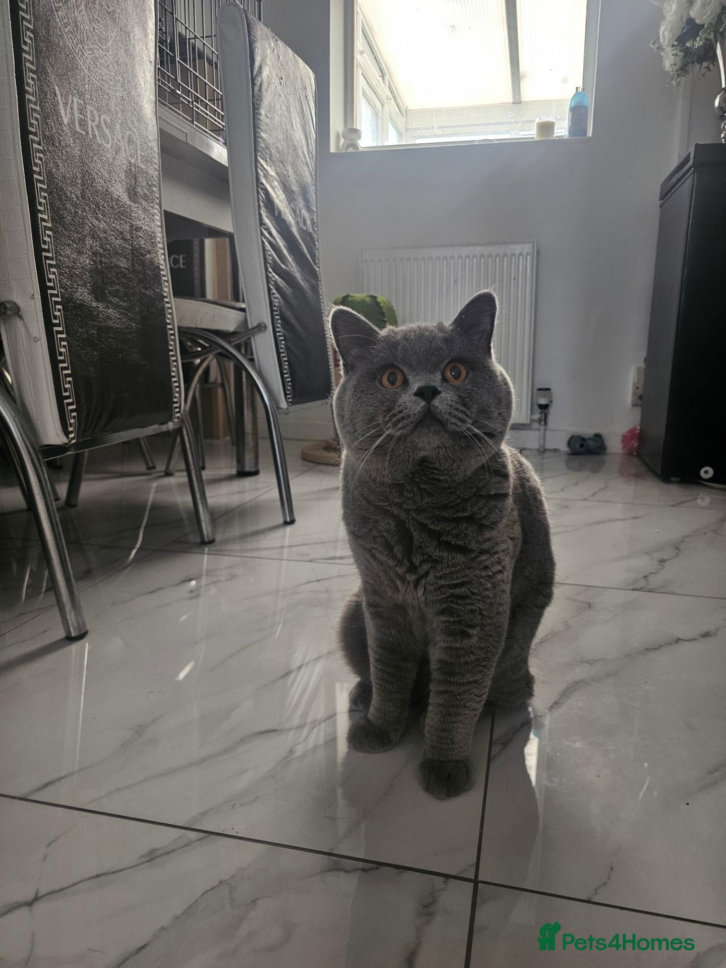 British Shorthair cats World champion blue british shorthair  - Advert 1