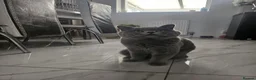 British Shorthair cats for sale: World champion blue british shorthair  - Advert 1
