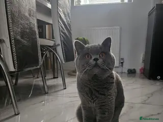 British Shorthair cats World champion blue british shorthair - Advert 2