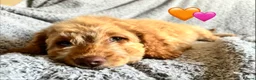 Cockapoo dogs for sale: 🐾 Stunning Litter of 8 Cockapoo Puppies! 🐾 - Advert 9