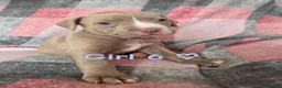 Mixed Breed dogs for sale: 11 stunning American bulldog/Staff puppies *Merle* in Halesowen - Advert 9