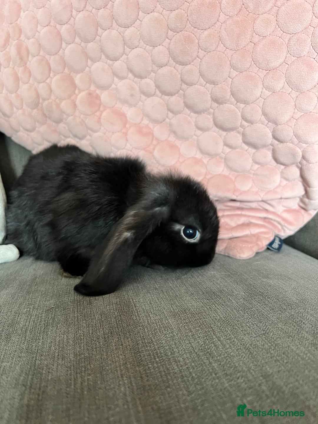 Mini Lop rabbits for sale: Beautiful mini lop rabbits for sale - Image 11