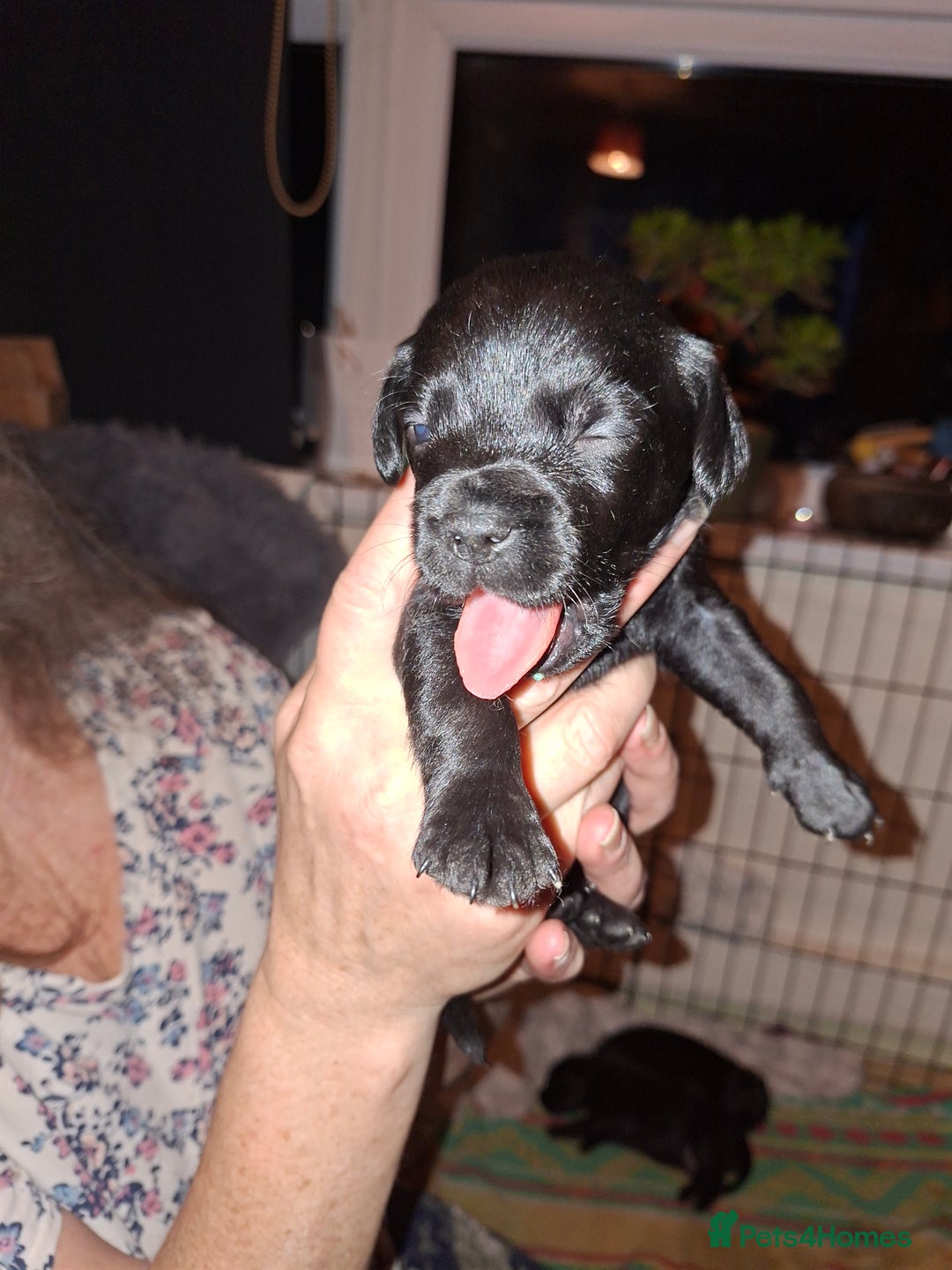 Mixed Breed dogs for sale: Miniature Poodle cross french bulldog puppies  - Image 20