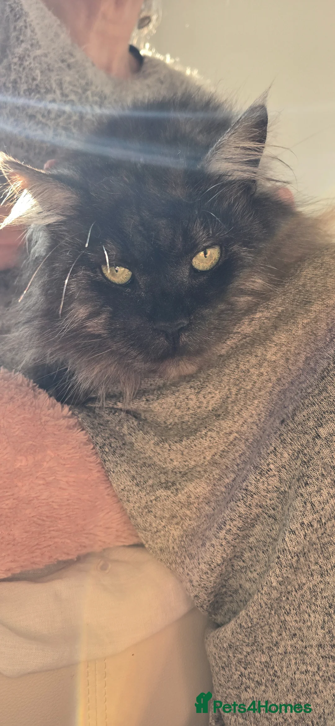 Maine Coon cats for sale: Stunning Blue/Black Smoke Maine Coon Stud TICA Act - Advert 2