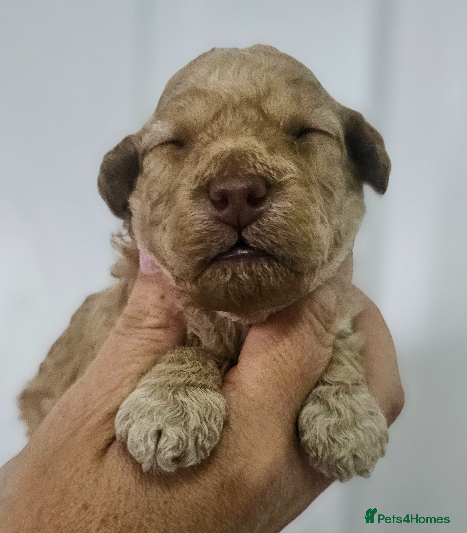 Miniature Poodle dogs Stunning kc registered minature poodle pups  - Advert 1
