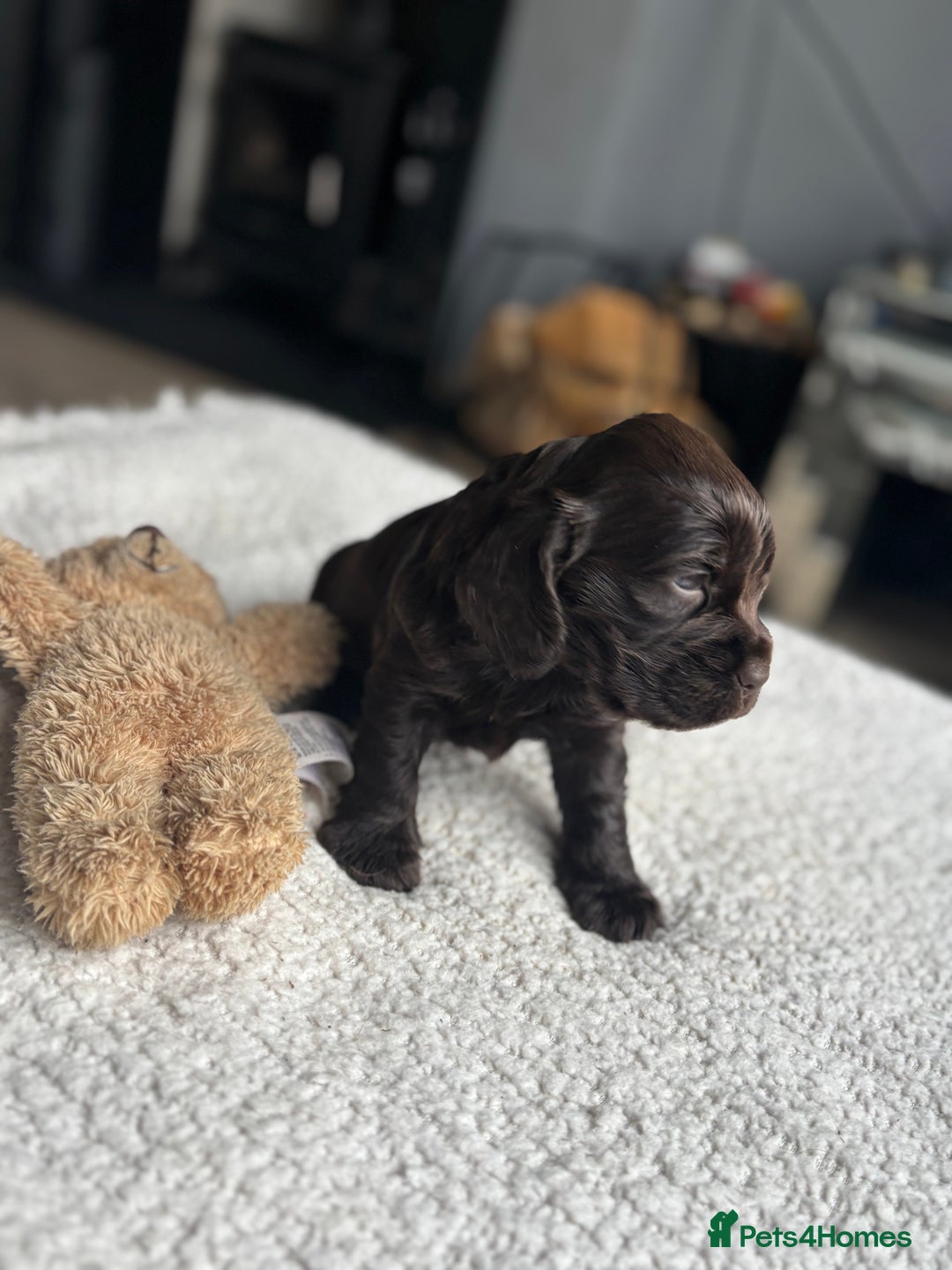 Cocker Spaniel dogs for sale: 🐾[Simbawood Lines]KC Show Cocker Spaniels🐾 - Advert 12