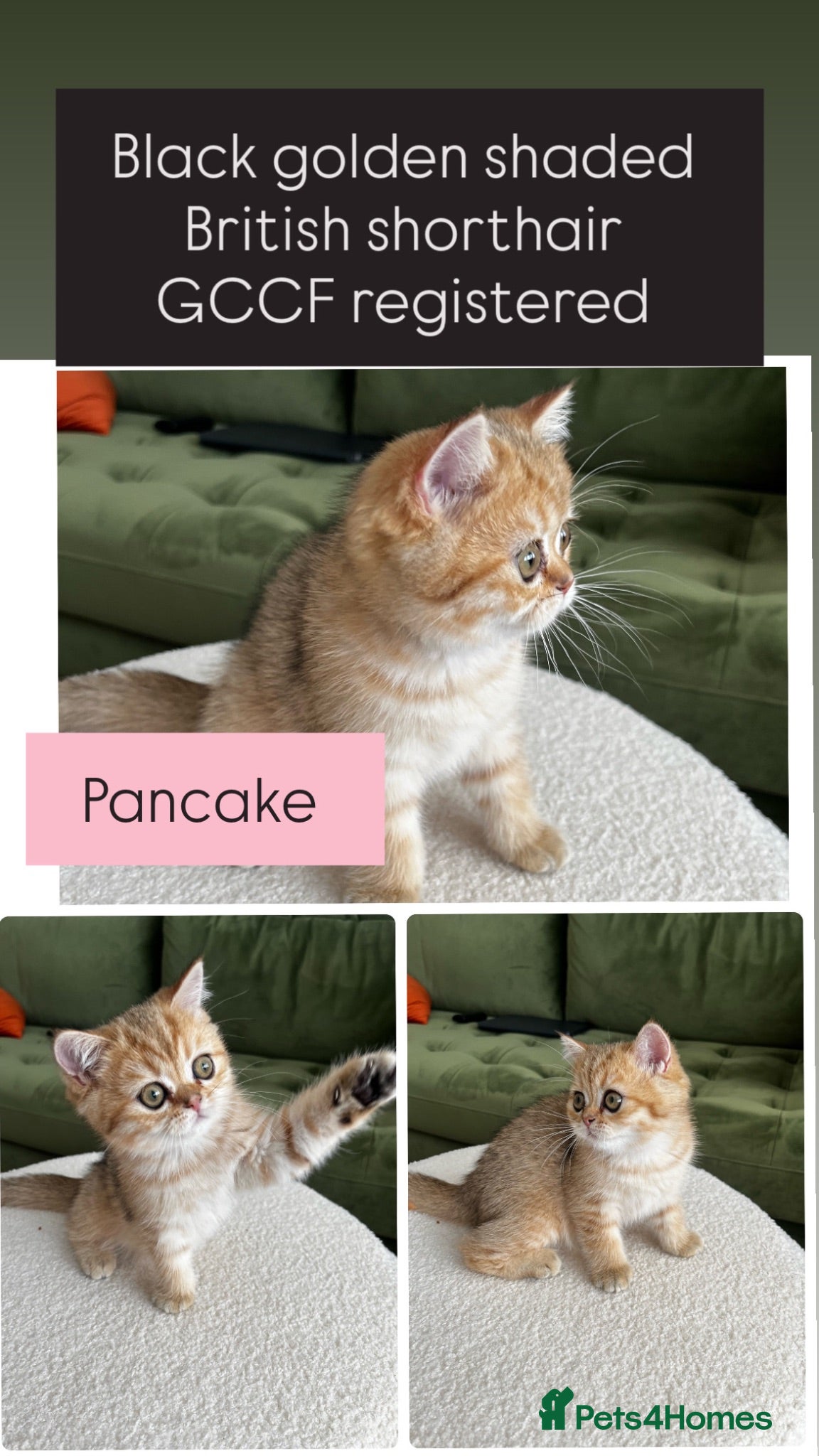 British Shorthair cats Black golden shaded female  - Advert 2