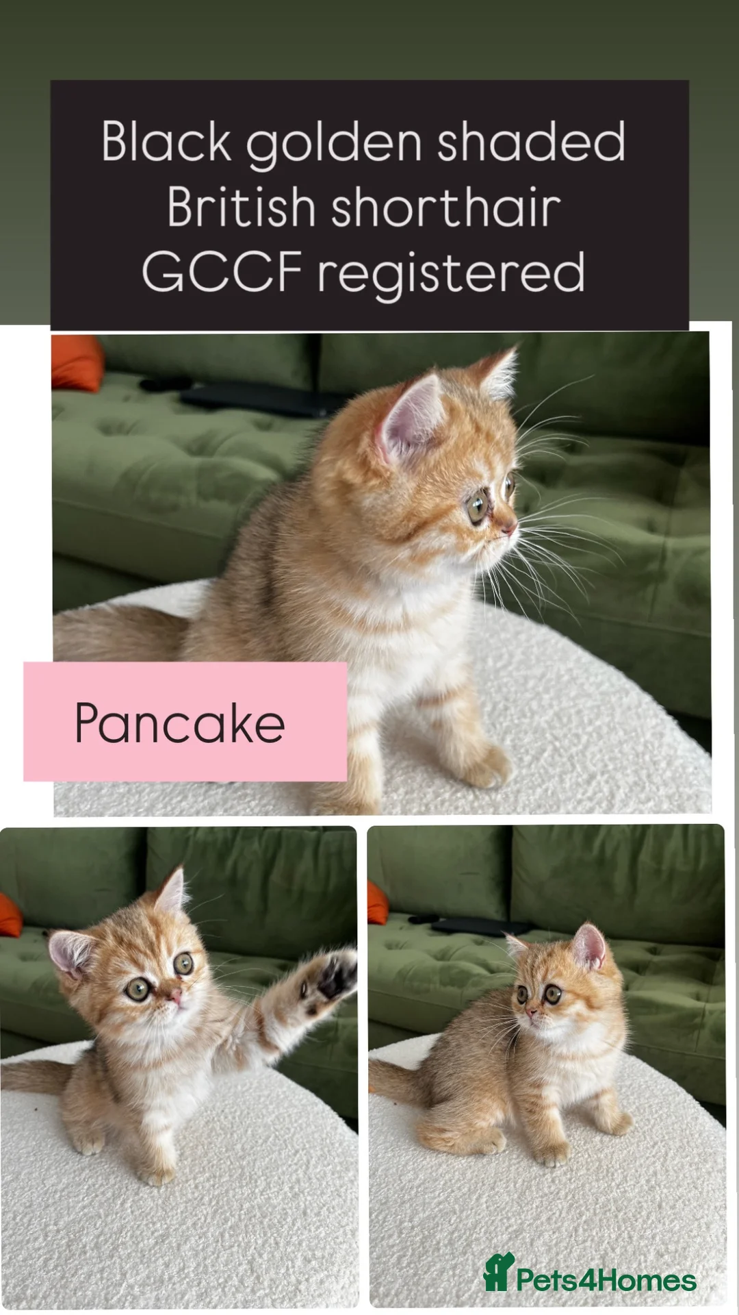 British Shorthair cats for sale: Black golden shaded female  - Advert 1
