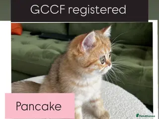 British Shorthair cats Black golden shaded female - Advert 1