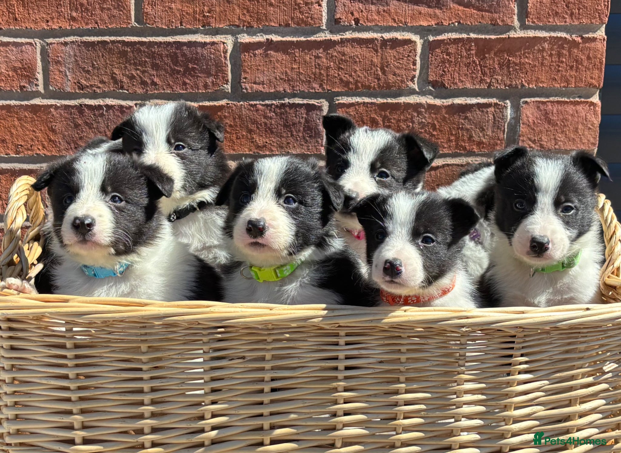 Border Collie dogs Border Collie Puppies - Advert 2