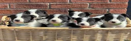 Border Collie dogs for sale: Border Collie Puppies - Advert 1