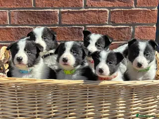 Border Collie dogs Border Collie Puppies - Advert 2