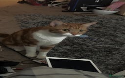 American Shorthair cats for sale: Ginger short hair  - Image 5