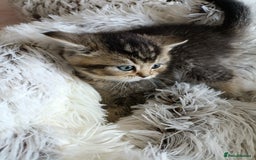 British Shorthair cats for sale: British Shorthair kittens - Image 11