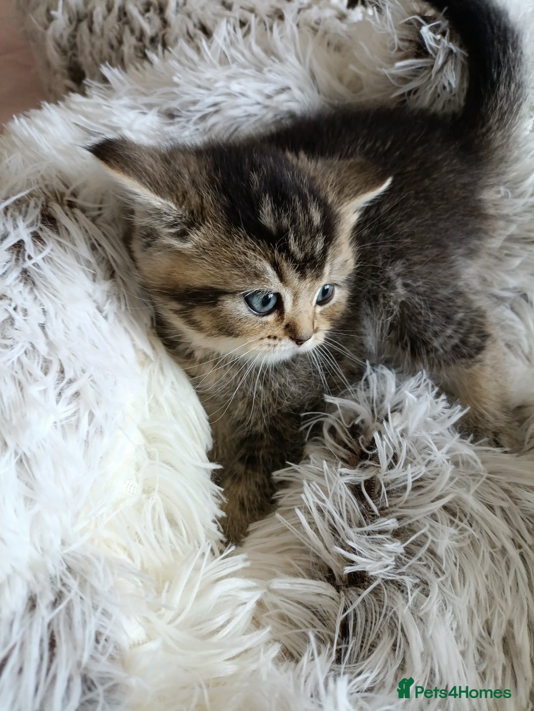 British Shorthair cats for sale: British Shorthair kittens - Image 11