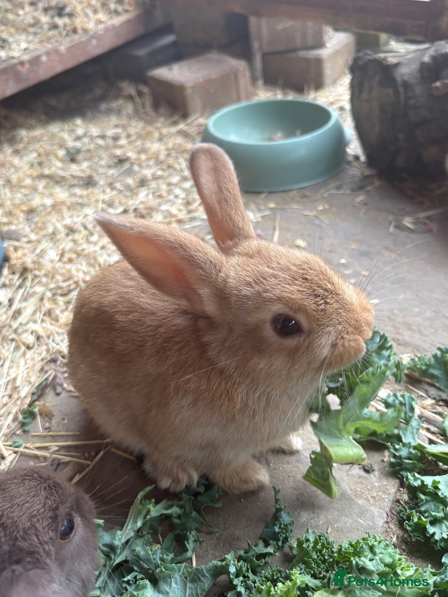 Mini Lion Lop rabbits Mini lion lop boys  - Advert 1