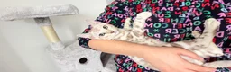 Bengal cats for sale:     TICA Bengal Snow Mink Male Green-Eyed - Advert 11