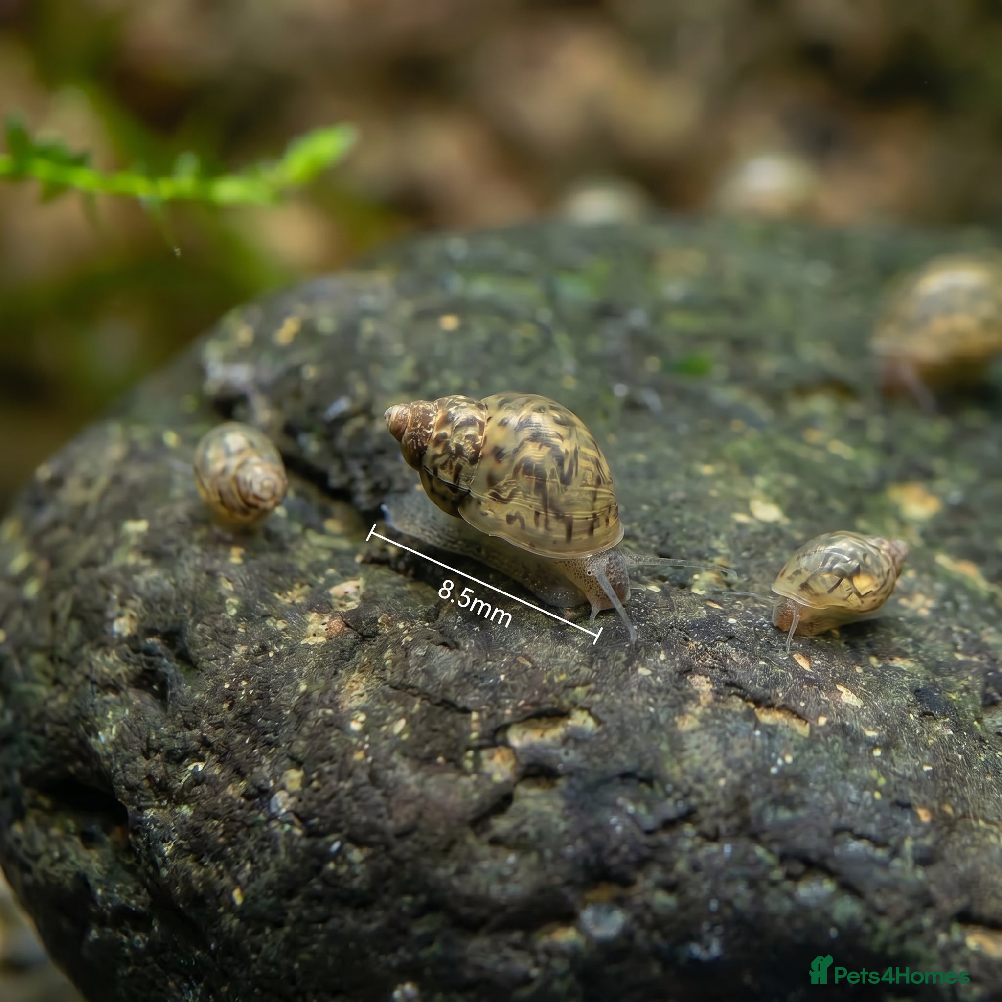 Snails invertebrates Bladder Snails - Algae Eater - Advert 3