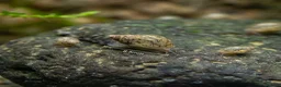 Snails invertebrates for sale: Bladder Snails - Algae Eater in Telford - Advert 1