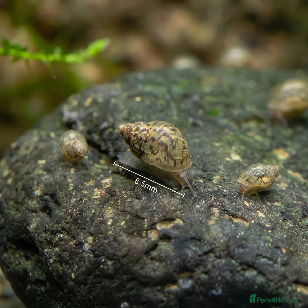 Snails invertebrates for sale: Bladder Snails - Algae Eater in Telford - Advert 1